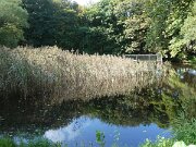 Albue Fuglekøje (2)